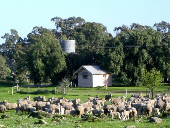lochinver farm sheep